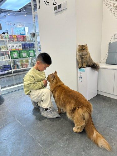 和猫咪约个会吧