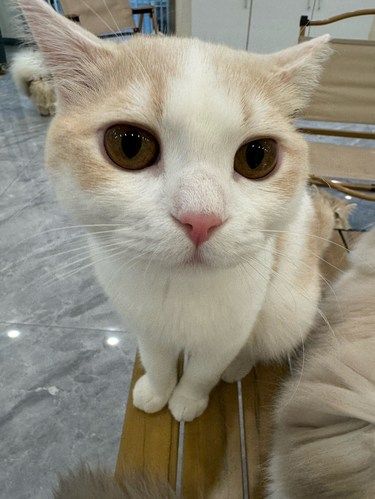 店里猫咪超治愈