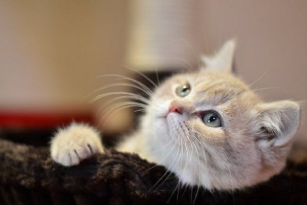 猫滴虫会传染人吗(猫滴虫感染人的可能性与预防方法)