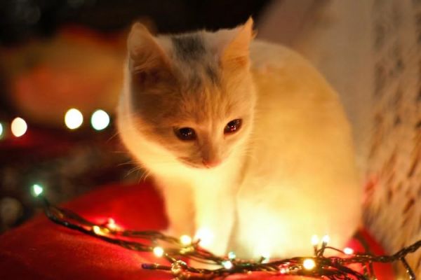 猫滴虫会传染人吗(猫滴虫感染人的可能性与预防方法)