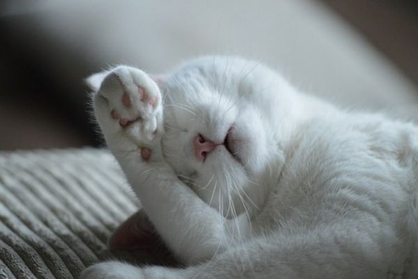 猫滴虫会传染人吗(猫滴虫感染人的可能性与预防方法)