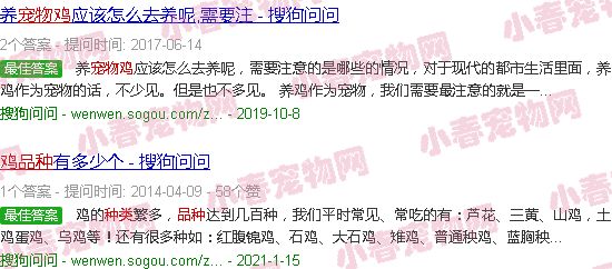 宠物鸡品种图片
