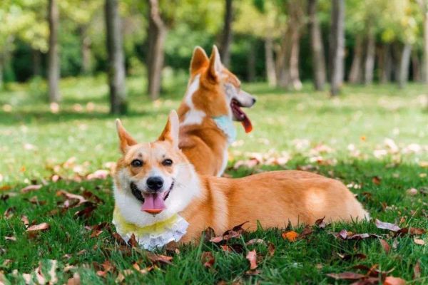犬急性胰腺炎-第1张图片-宠查查