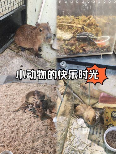热带雨林般的异宠乐园