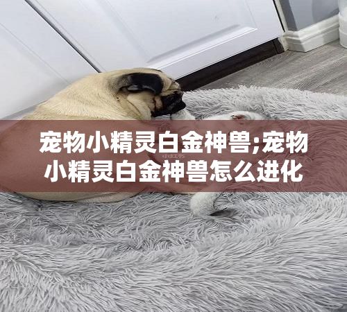 宠物小精灵白金神兽;宠物小精灵白金神兽怎么进化
