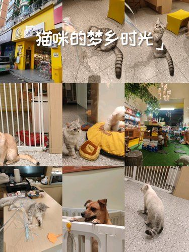 猫咪天地～宠物乐园