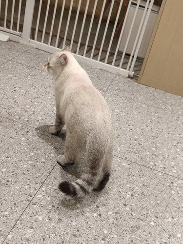 猫咪天地～宠物乐园