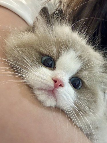 我竟然被一只猫拿捏住了