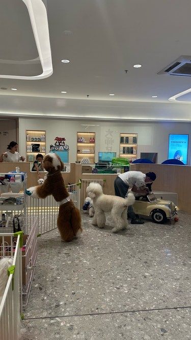 撸狗超级可爱的狗狗