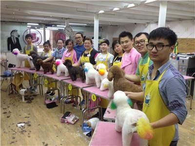 C级宠物美容师适合在宠物店工作吗