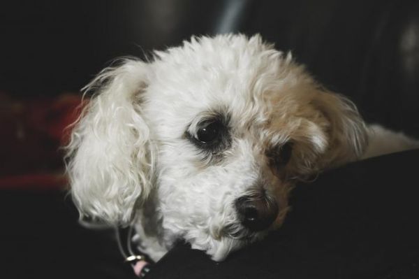 在上海比较好的宠物美容在哪里