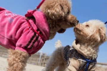 最全的好听洋气的宠物名字大全320个