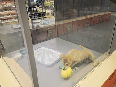 宠物部落