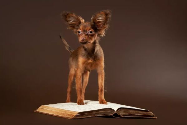 世界上最小的 11 种狗,中国犬只榜上有名
