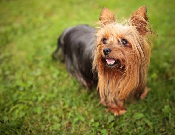 世界上最小的 11 种狗,中国犬只榜上有名
