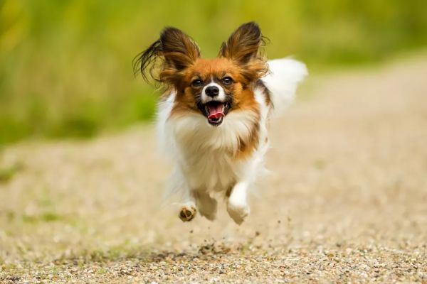 世界上最小的 11 种狗,中国犬只榜上有名