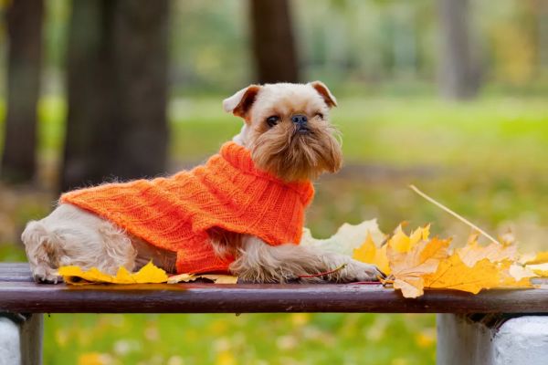 世界上最小的 11 种狗,中国犬只榜上有名