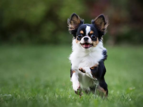 世界上最小的 11 种狗,中国犬只榜上有名