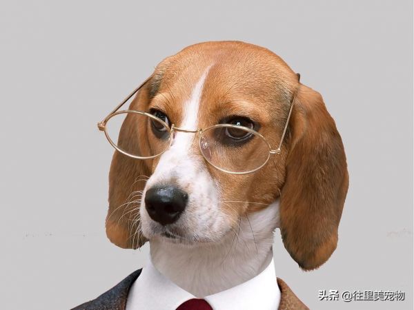 狗智商排行榜1-100名,世界前50名的犬类智商排名