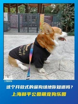 和平公园里的萌宠狗乐园,你了解过这个开放式遛狗场地吗?