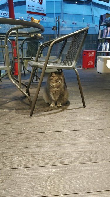 猫生活，慵懒得刚刚好