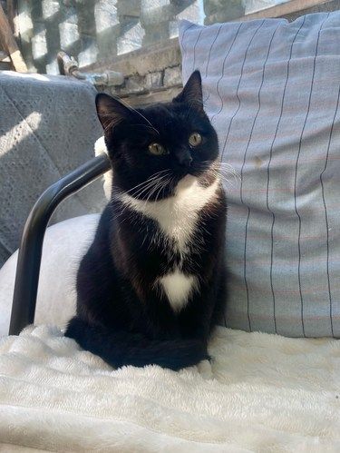 黑猫警长是个妹妹呢