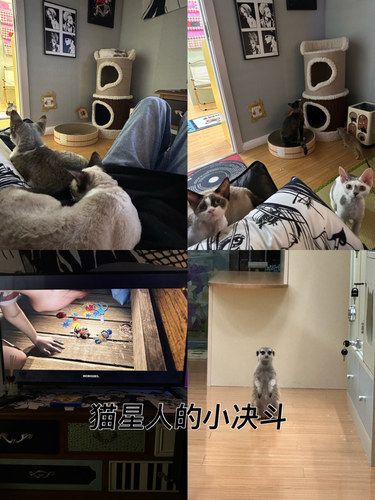 周末治愈计划：德文卷毛猫等你来撸