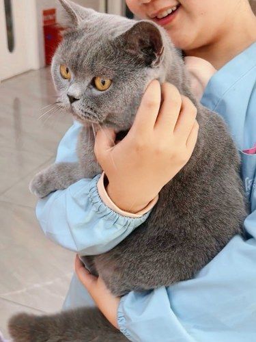 人美心善，医术超赞！今日功德，蓝猫命+1～