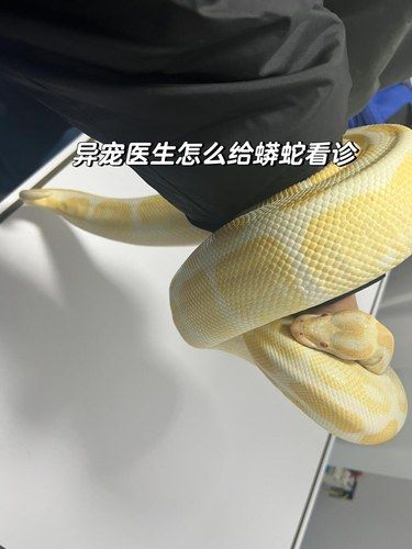 异宠医生怎么给蟒蛇看诊？？？？