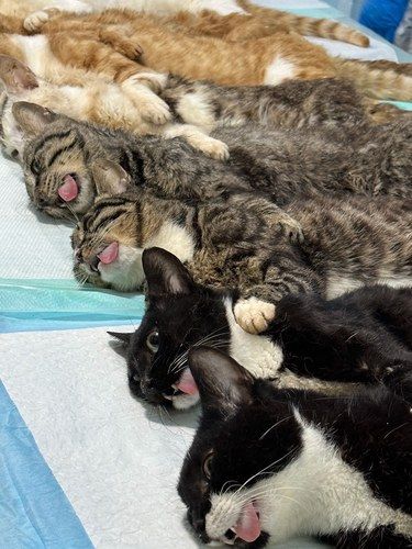 猫生大事✅恋爱脑已经摘除！真的不用谢！