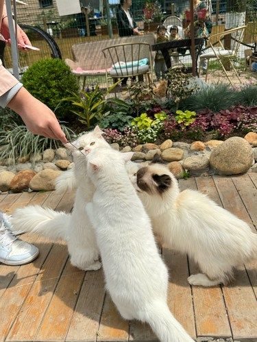 西安这家猫舍，简直是猫奴们的梦中情地………