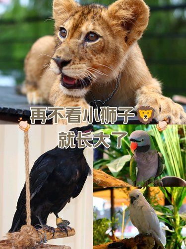 在西安体验中东土豪的一天[狗头][狗头]
