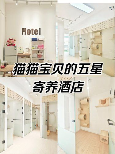出去玩再也不用担心家里的猫主啦！来这儿！