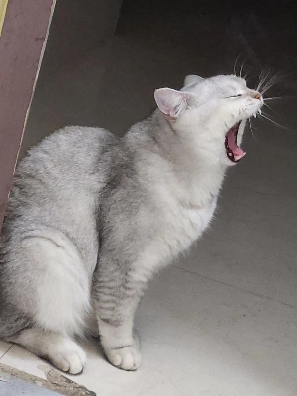 寻猫启事