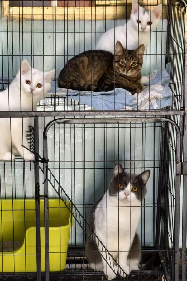 出售小猫三个月奶猫