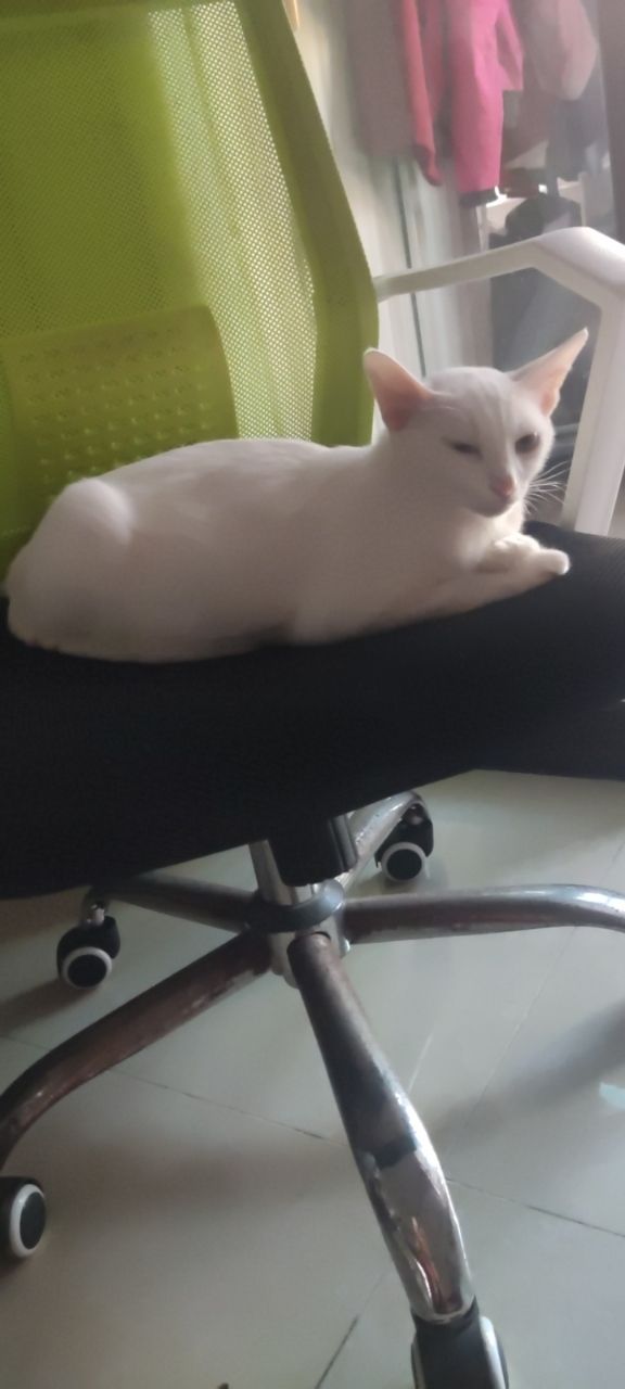 赠送猫咪