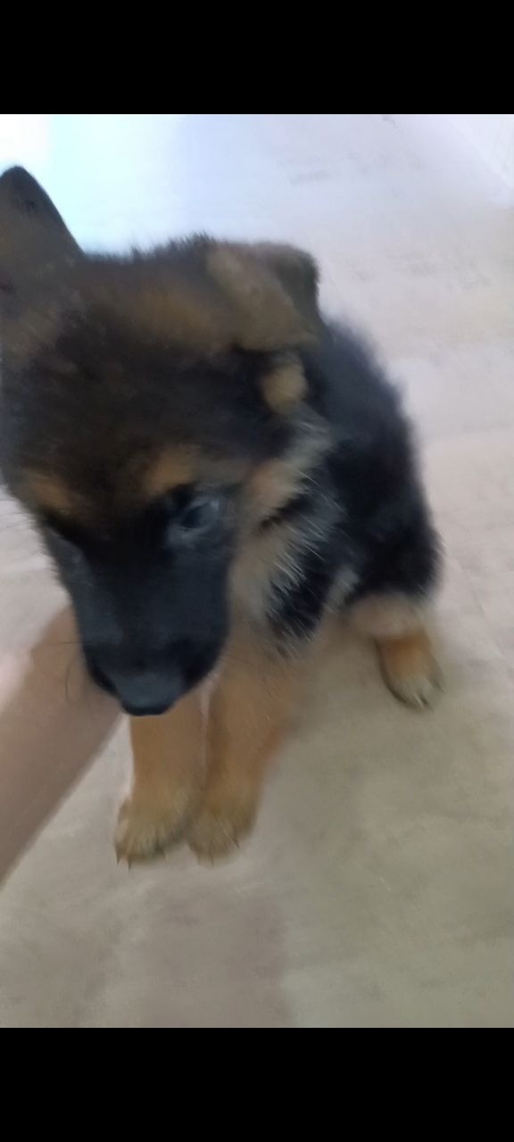 出精品德牧幼犬，公两只。