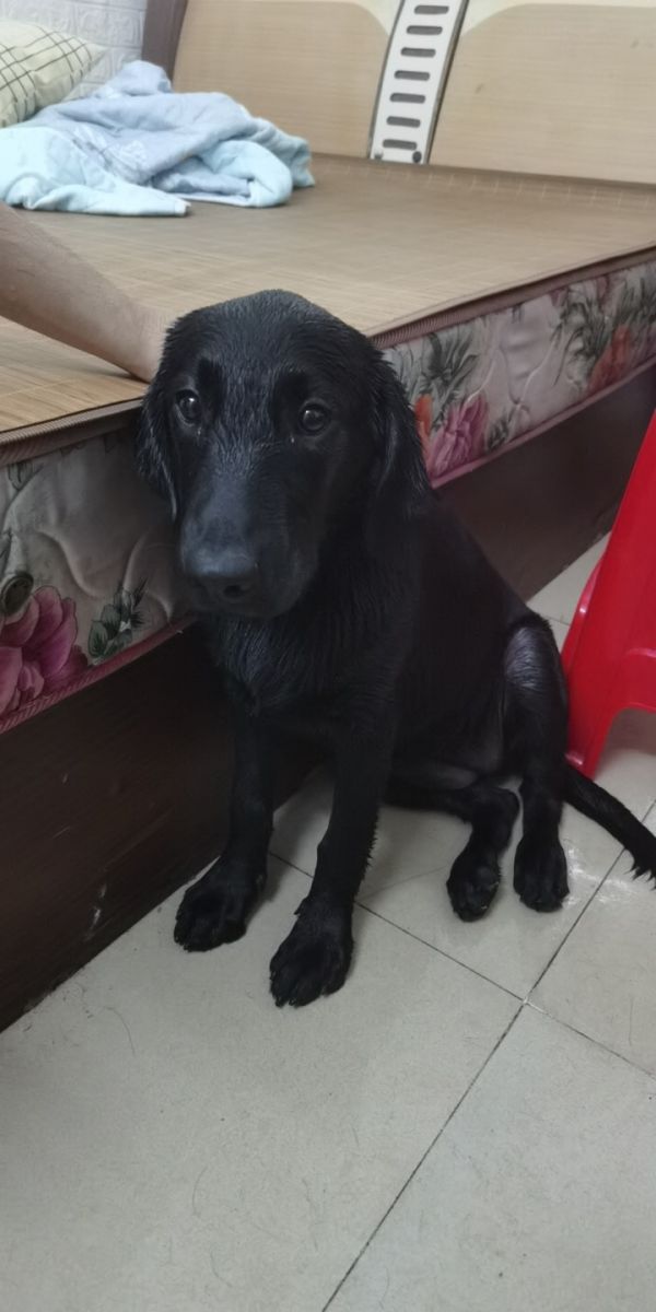 稀有犬平毛巡回猎犬