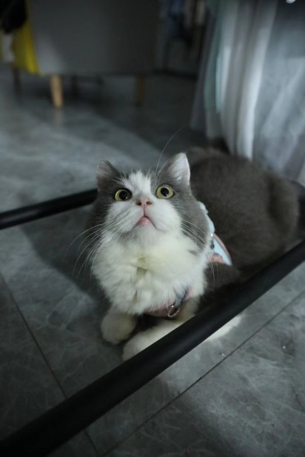 一年一个月小母猫在线找小公猫配种