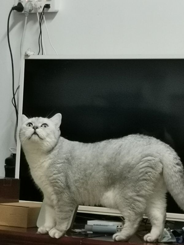红包带走银渐层