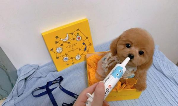 如何正确给宠物狗滴尔康（详细介绍滴尔康使用方法及注意事项）