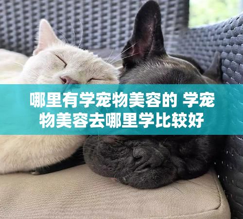 哪里有学宠物美容的 学宠物美容去哪里学比较好