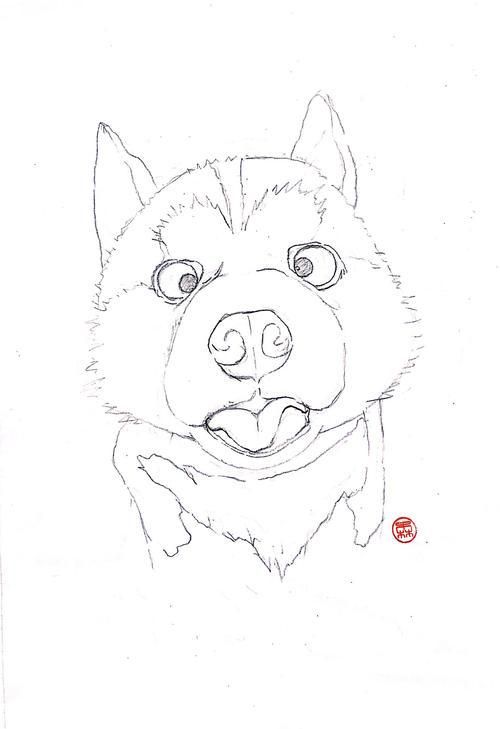 如何画哈士奇q版简笔画6