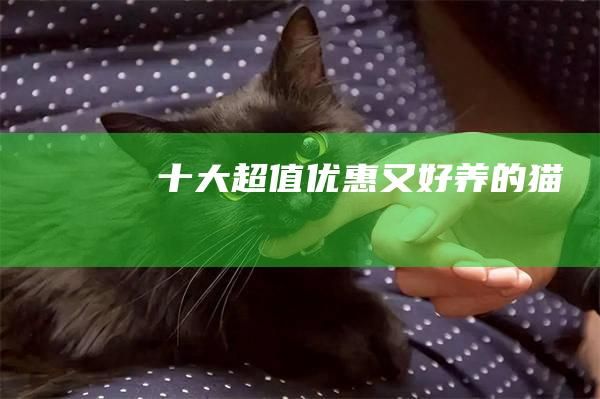 十大超值优惠又好养的猫