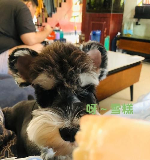 如何为宠物狗制作美味冰淇淋（健康营养又美味的狗狗冰淇淋）