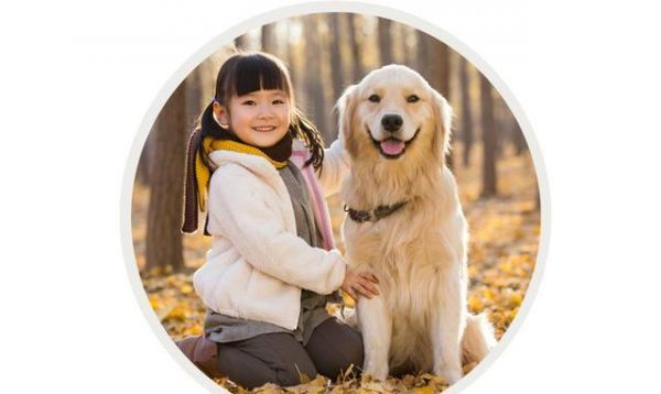 2017年美国最受欢迎的20种狗狗（上）