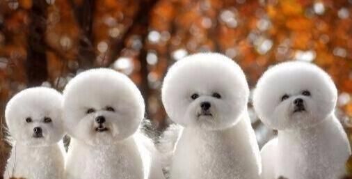 正宗比熊犬长什么样