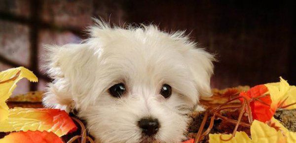 正宗比熊犬长什么样