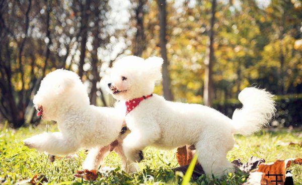 正宗比熊犬长什么样