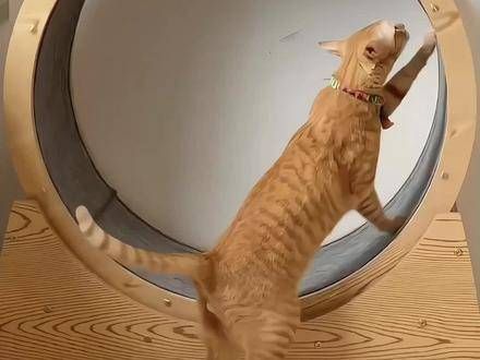 木质猫咪跑步机,猫猫运动跑轮宠物健身用品木质转轮玩具